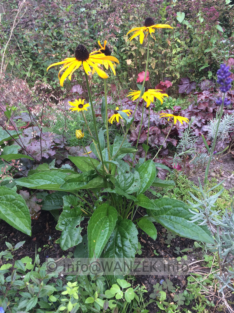Rudbeckia sullivantii Goldsturm 03.JPG